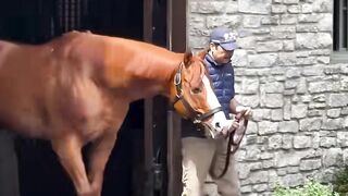 1 Minuto Animal - Os Cavalos Mais Caros do Mundo...🐎#animais #curiosidades