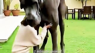 1 Minuto Animal - As Maiores Raças de Cães do Mundo - o número 1 é Impressionante!  #curiosidades