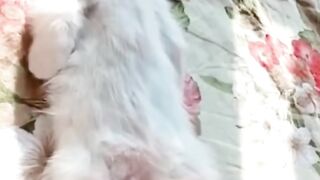 Bora Rir!  Divirta-se -  Funny Pets #107