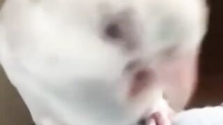 Bora Rir!  Divirta-se - Funny Pets #108