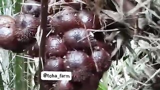 Pondoh snake fruit is ready to be harvested