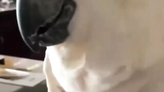 Bora Rir!  Divirta-se - Funny Pets #113