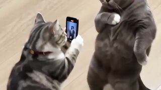 Dance cats