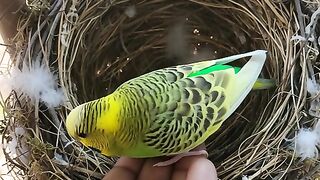 My bird's can fly 🕊️🕊️