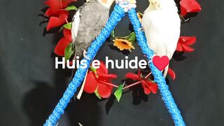 Meus bebês lindos Huis e huide ♥️ 4