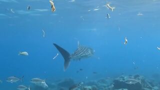 Diver_filming_fish_underwater