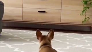 Funny dog 78