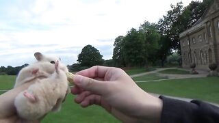 Big Hamster Going Outdoor with a Peanut