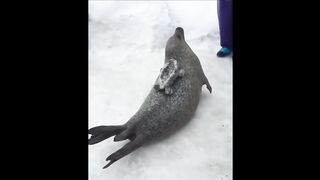 DEATH METAL SEAL