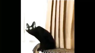 Distorted black cat meme