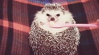 Grumpy hedgehog eats treat