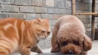 Funny dog 79