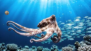 🐙 Você sabia que o polvo possui TRÊS corações?