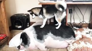 How to wake up a lazy Boi 2