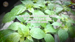NIGHT PRAYER FOR PEACEFUL SLEEP