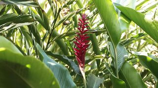 ALPINIA PLANT 5