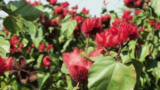 COCOA FLOWER 3