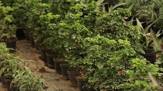 PLANT GERANIUM ARALIA