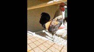 Rooster Death Metal