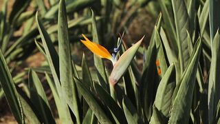 PLANT STRELITZIA