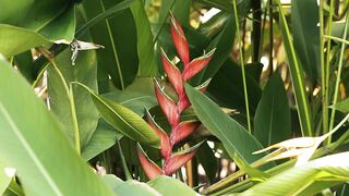 FLOWER RED HELICONIA 2