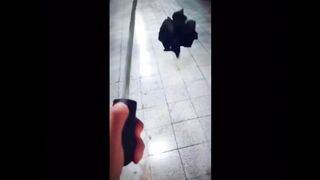 Umbrella spider with sound
