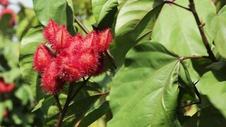 COCOA FLOWER 6