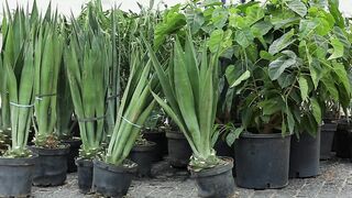 CACTUS FOR PLANTATION