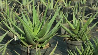 CACTUS PLANT 2