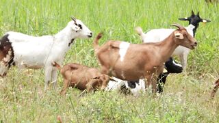 Goats on a farm, Lucala, Angola 24