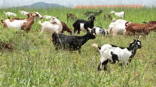 Goats on a farm, Lucala, Angola 16