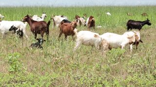 Goats on a farm, Lucala, Angola 10