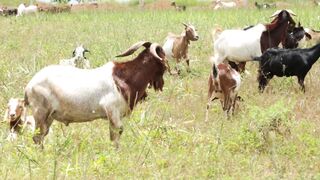 Goats on a farm, Lucala, Angola 21