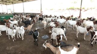 Goats on a farm, Lucala, Angola 51