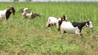 Goats on a farm, Lucala, Angola 32