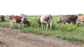 Cattle on a farm 6