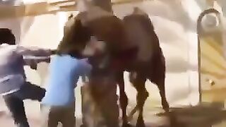 camelo ai
