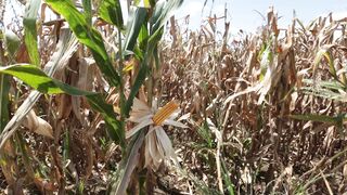 SWEETCORN 1