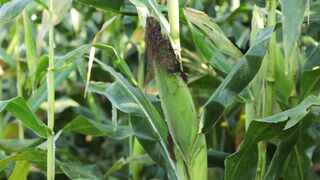 SWEETCORN 6