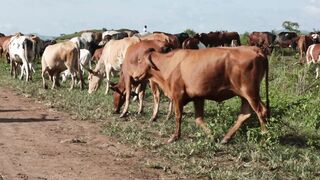 Cattle on a farm 16