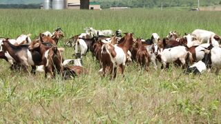 Goats on a farm, Lucala, Angola 3