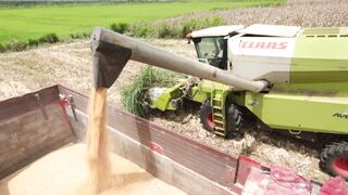 Corn harvester in action 16