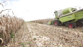 Corn harvester in action 10