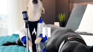 funny videos 467