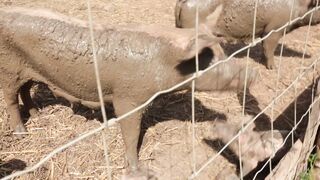 PIGS on a farm, Lucala, Angola 5