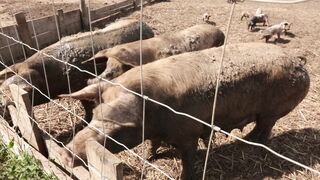 PIGS on a farm, Lucala, Angola 9