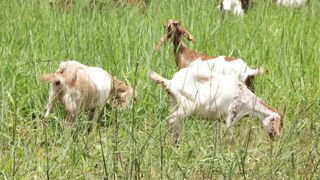 Goats on a farm, Lucala, Angola 29