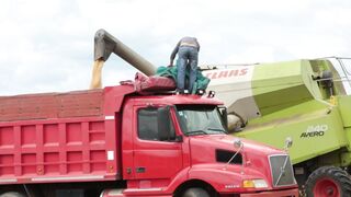 Corn harvester in action 4