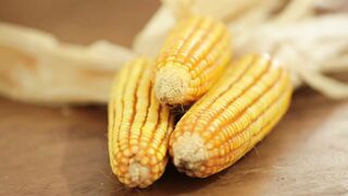 Dried Corn, Yellow Corncob 2