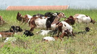 Goats on a farm, Lucala, Angola 9